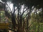 A beautiful tree!