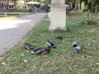 Ducks and pigeons relaxing at the park!