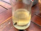 A wasp trying to drink my juice