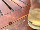 More wasps join the apple juice party