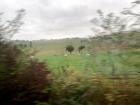 Cows grazing on a nearby farm!