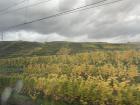 Rows of grapevines I saw from a train window