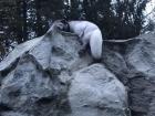 A sleepy arctic fox at the zoo