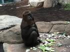 A curious gorilla at the zoo