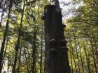 Cool mushrooms in the Bavarian Forest