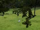 A grey heron in a field