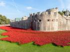 Poppy flowers outside the Tower of London (Google Images).