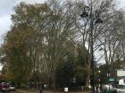 A view of the huge trees outside of Hampstead park where I like to run