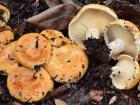 Found in the forest near the biology building, these grilled up nicely with a bit of salt and pepper.