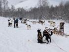 Dogsleds may no longer be as common as trains in Geneva, but some people still travel using them!