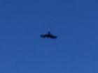 UFB (unidentified flying bird), possibly Black Kite?