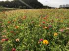 A field of flowers planted along Han River