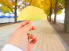 A ginkgo leaf has a fan-shape and is 2-3" wide.