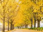 Asan Ginkgo Tree Road is a famous tourist destination.