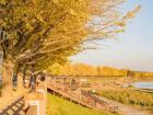 A view of the river at Ginkgo Tree Road.