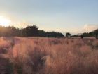 Beautiful pink grass (botanically called Muhlenbergia capillaris) can grow up to 90 centimeters tall.