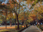A park in Apgujeong near where Woosik lives