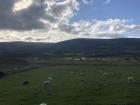 Sheep in Glendalough