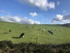 Cows are all over the place in Ireland as well and are very important to the Irish diet and economy