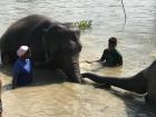 Some of the elephants let us pet and hug them