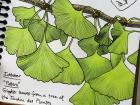 This is my drawing of some ginkgo leaves