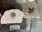 Fossil leaves like these from the Paris Natural History Museum have been found for ginkgos!