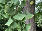 Check out these ginkgo leaves shaped like miniature fans