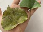 Just for comparison, here is a common poplar leaf (bottom-left) and a ginkgo leaf (top-right)