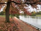 Trees and vegetation planted along the Seine's edge can help minimize the effects of floods