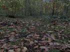 Natural areas like this act like sponges to soak up excess water during floods