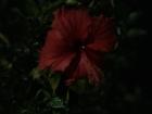 The stunning hibiscus flower