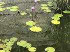 A lily pond at the monastery