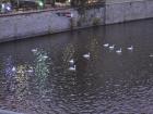 The swans on the river