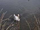 Based on the size and coloring of this swan, he appears to be the father of the group