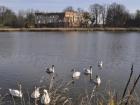The swans with the Krup Castle in the background; they have made this castle their home