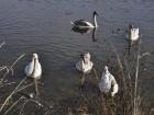 At one point, the swans began to swim towards us standing on the road; we decided that was the time to walk away