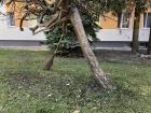 A broom that was left to wait on a tree while the employee took a cigarette break. These brooms look old fashioned, but work very well to sweep the leaves off the sidewalk. Rakes are used on the grassy areas like the U.S.