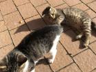 I had to include more pictures of the adorable kittens; they love to play in the yard and with each other