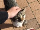 One of the very friendly kittens that lives in the yard at Dorota's house; they come right up to visitors to be pet