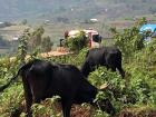 These are more typical cows (to us) in Huye