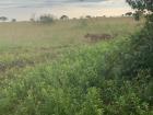 Our tour guide said we had a 1% chance of seeing a lion, and we did!