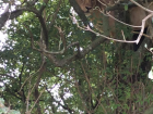 Tree-climbing lions are becoming more populous in Murchison Falls National Park