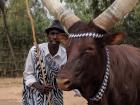 This is an Inyambo cow-the most common cow in Rwanda!