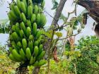 Here is the banana tree up closer-farmers cut that big bunch of bananas off and sell it that way