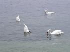 "Bottoms up!" Swans on the Bodensee