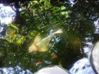 A koi fish in the pond