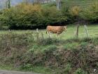 These cows live right next to the school!