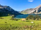 Some of the many cows in Asturias