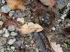 This chestnut was opened and eaten by an animal