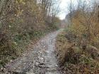 This is a trail through the mountains where there are many chestnut trees